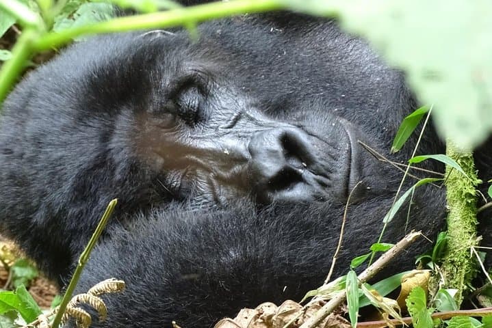 3-Day Bwindi Gorilla Trekking Safari — Close Encounters in Uganda's Ancient Forest photo 5