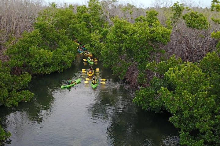 Laguna Grande Bioluminescent Kayak Tour — Fajardo Night Paddle Guide