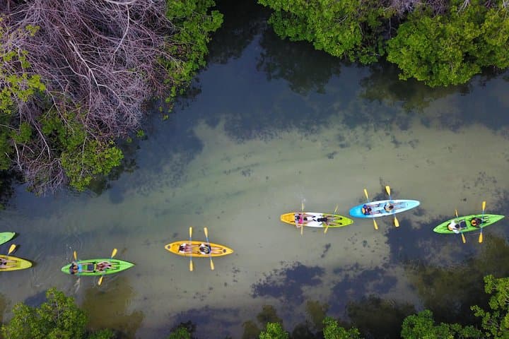 Laguna Grande Bioluminescent Kayak Tour — Fajardo Night Paddle Guide photo 5