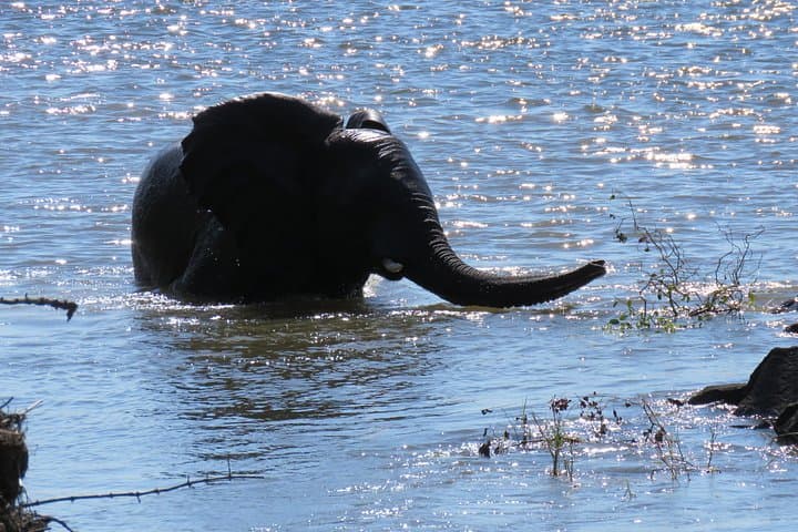 Overnight Canoe Safari on the Upper Zambezi: Tented Camp & Kandahar Rapids photo 4