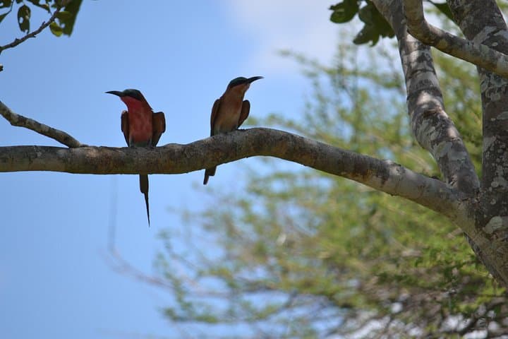 Overnight Canoe Safari on the Upper Zambezi: Tented Camp & Kandahar Rapids photo 5