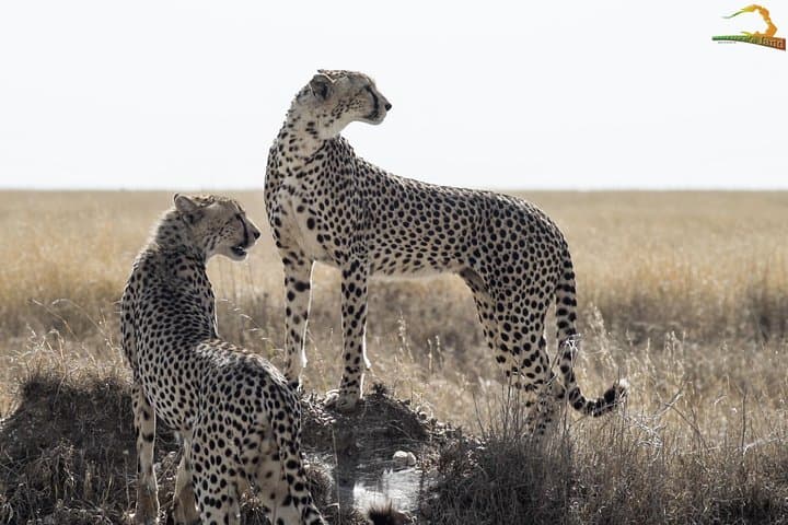Full-Day Private Serengeti Safari from Mwanza — Day Trip into Tanzania's Wild photo 6