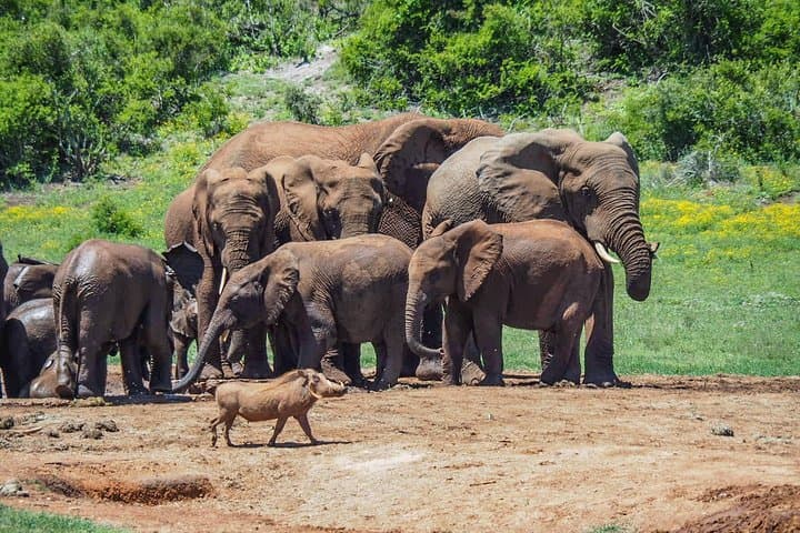 Garden Route & Addo Safari: 7-Day Cape Point to Winelands Adventure