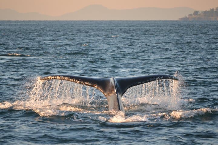 Whale Watching from Friday Harbor: Orcas & Salish Sea Wildlife Cruise photo 5