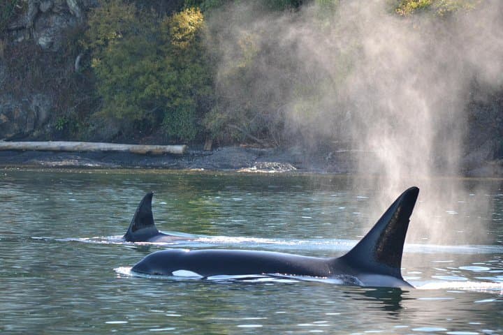 Whale Watching from Friday Harbor: Orcas & Salish Sea Wildlife Cruise photo 6