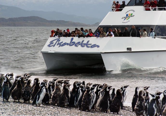 Beagle Channel Catamaran: Penguins, Les Eclaireurs Lighthouse & Isla Martillo