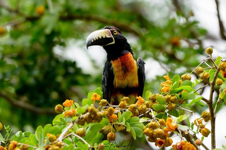 Mahahual and Costa Maya Birdwatching Tour — Mangroves, Jungle & Coastal Birds photo 2