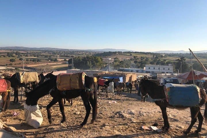 Ida Ogourd Berber Market and Argan Cooperative near Essaouira photo 1