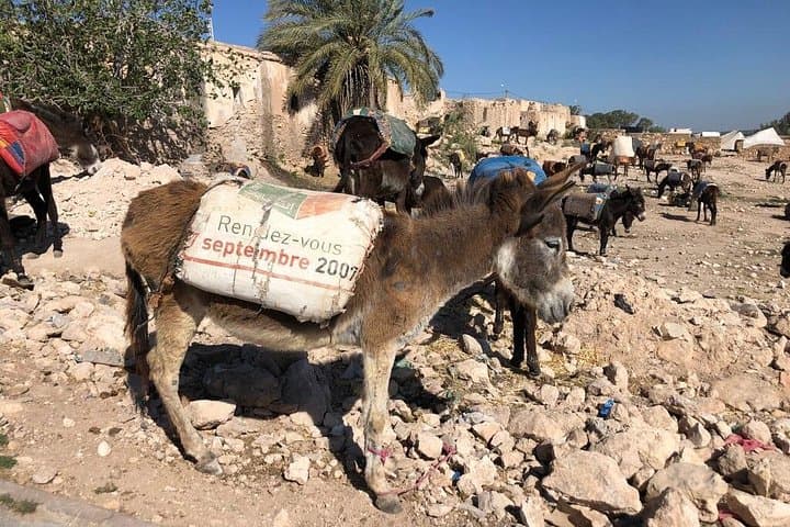Ida Ogourd Berber Market and Argan Cooperative near Essaouira photo 2