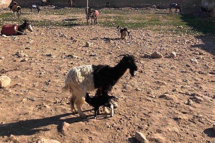 Ida Ogourd Berber Market and Argan Cooperative near Essaouira photo 4