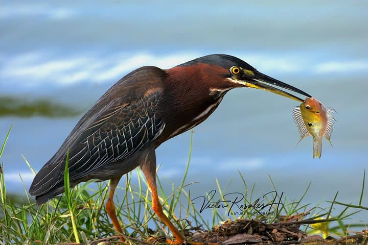 Mahahual and Costa Maya Birdwatching Tour — Mangroves, Jungle & Coastal Birds photo 4