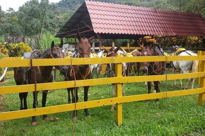 Horseback Riding from Jaco to Waterfalls: Rainforest Trails, Wildlife & Natural Slides photo 3
