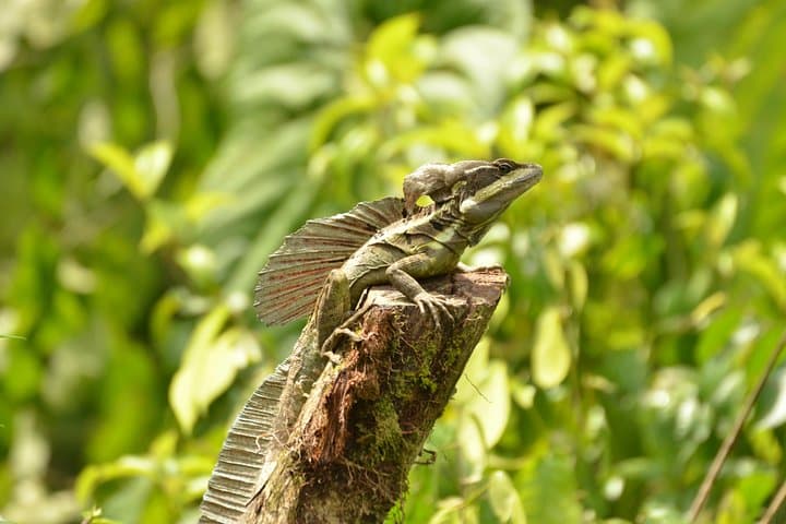 Horseback Riding from Jaco to Waterfalls: Rainforest Trails, Wildlife & Natural Slides photo 6