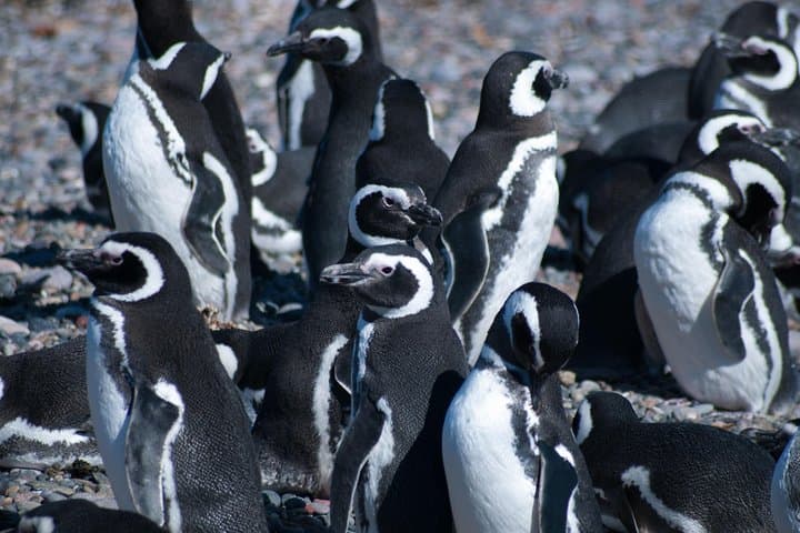 Beagle Channel Catamaran: Penguins, Les Eclaireurs Lighthouse & Isla Martillo photo 3