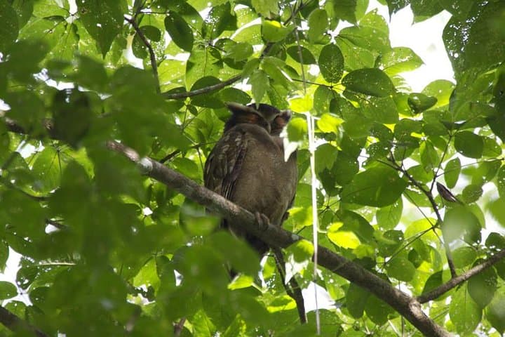 Birding Tour from San José to Rainforest Adventures — Atlantic Birdwatching Day Trip photo 4