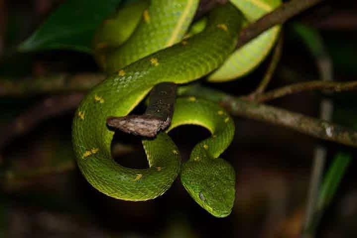 Monteverde Cloud Forest Night Walk: Guided Nocturnal Wildlife Experience photo 2