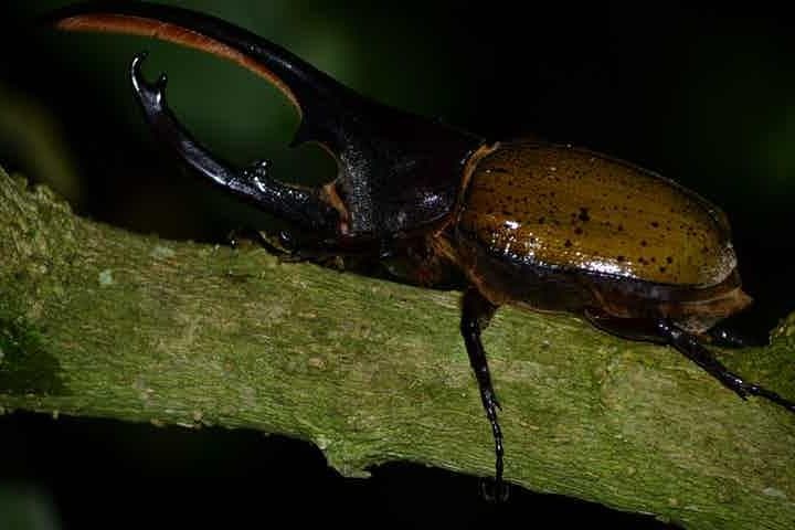 Monteverde Cloud Forest Night Walk: Guided Nocturnal Wildlife Experience photo 3