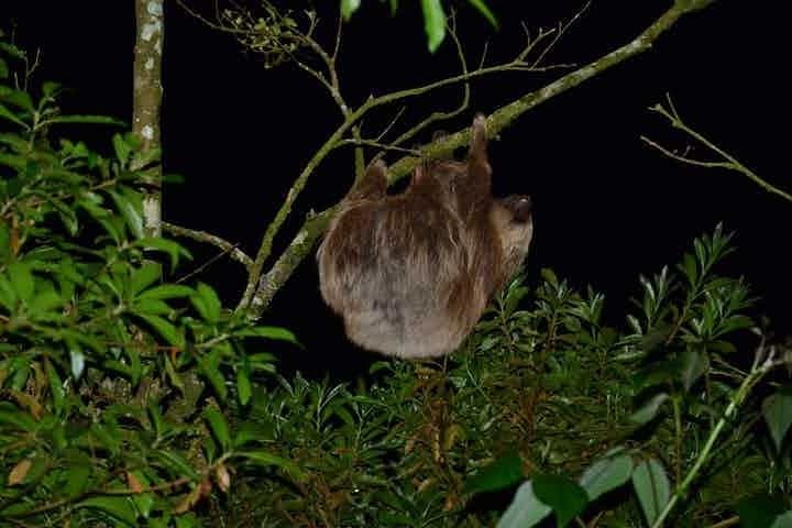 Monteverde Cloud Forest Night Walk: Guided Nocturnal Wildlife Experience