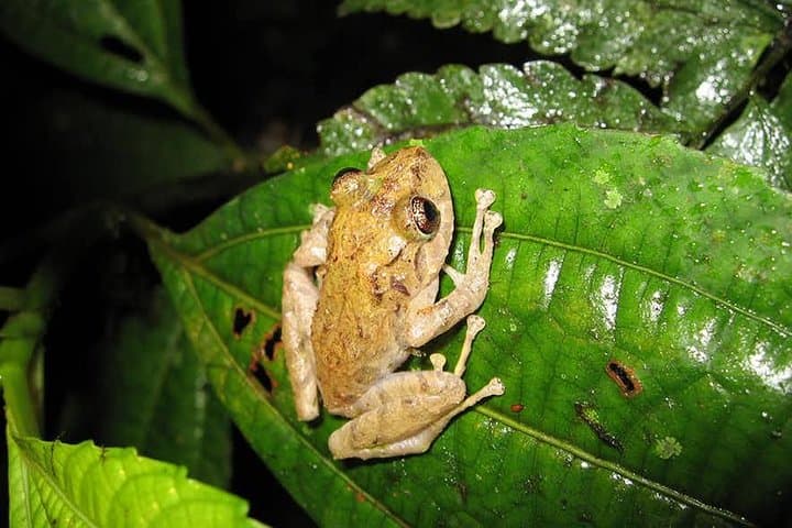 Monteverde Cloud Forest Night Walk: Guided Nocturnal Wildlife Experience photo 5