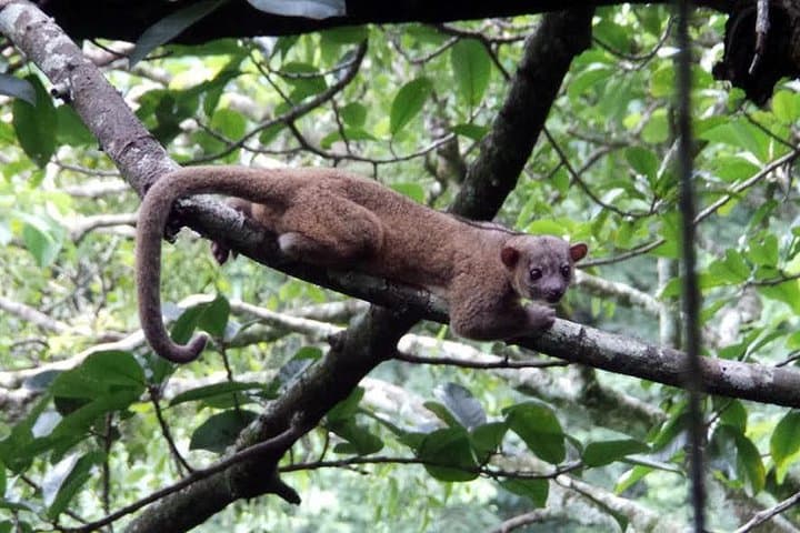 Monteverde Cloud Forest Night Walk: Guided Nocturnal Wildlife Experience photo 4