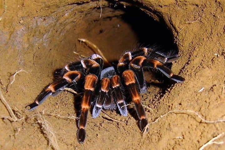 Monteverde Cloud Forest Night Walk: Guided Nocturnal Wildlife Experience photo 6