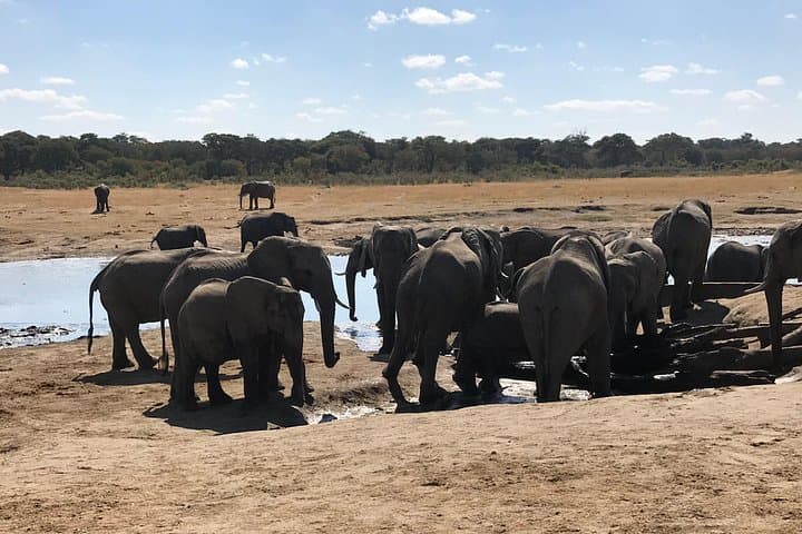 Five-Day Hwange & Chobe Safari + Victoria Falls Sunset Cruise — Complete Wildlife Combo photo 2