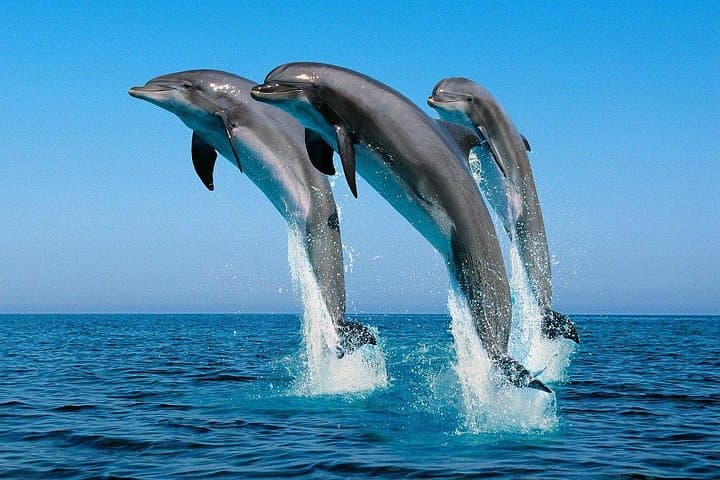 Kizimkazi Dolphin Tour: Morning Boat & Snorkel off Zanzibar