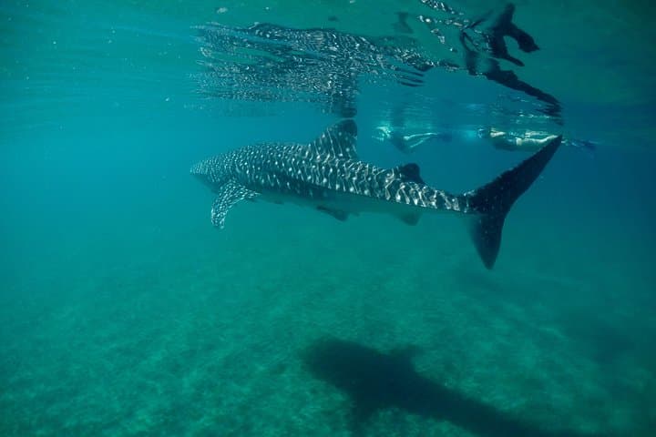 La Paz Whale Shark Snorkeling — Small-Group Encounters with Gentle Giants photo 2