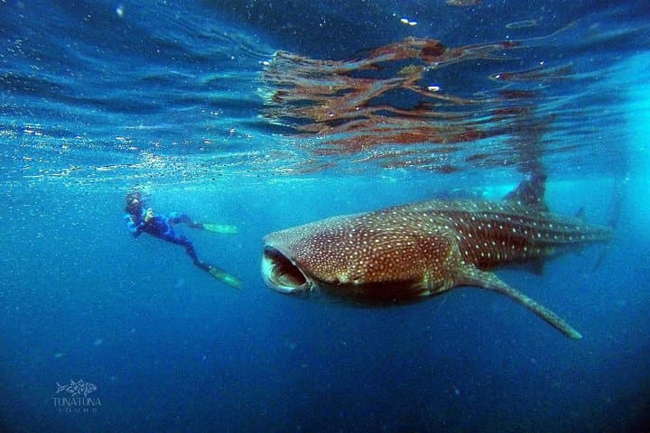 La Paz Whale Shark Snorkeling — Small-Group Encounters with Gentle Giants photo 3
