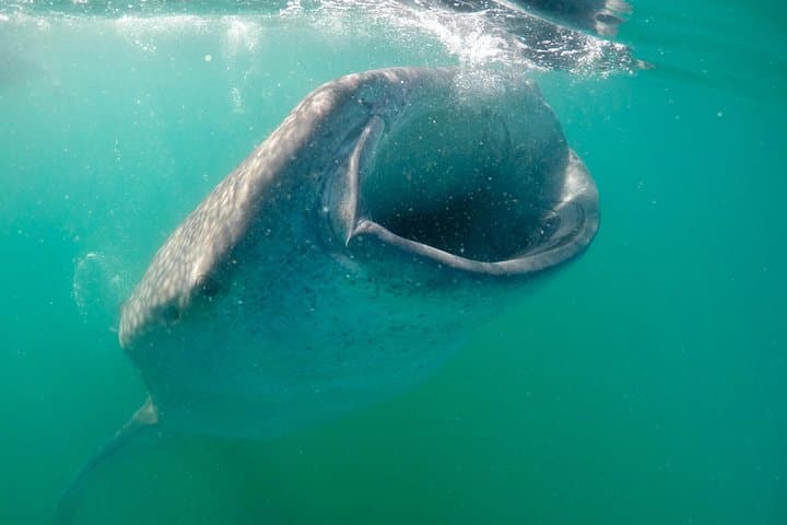 La Paz Whale Shark Snorkeling — Small-Group Encounters with Gentle Giants photo 4