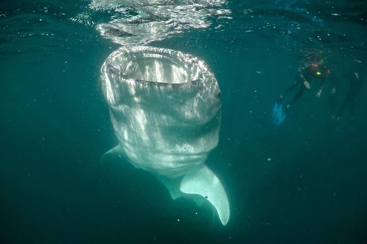 La Paz Whale Shark Snorkeling — Small-Group Encounters with Gentle Giants photo 5
