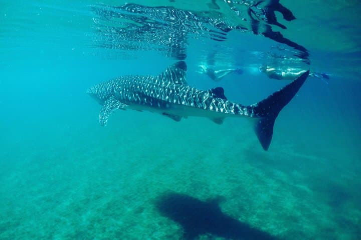 La Paz Whale Shark Snorkeling — Small-Group Encounters with Gentle Giants photo 6
