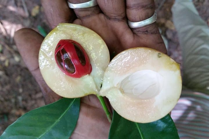 Zanzibar Spice Farm Tour: 3-Hour Hands-On Spice Experience & Lunch photo 2