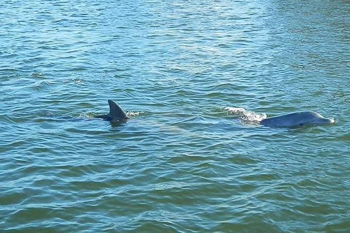 Two-Hour Indian River Lagoon Eco Boat Tour from Cocoa Beach