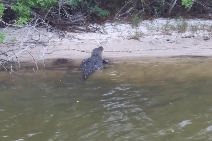 Two-Hour Indian River Lagoon Eco Boat Tour from Cocoa Beach photo 4