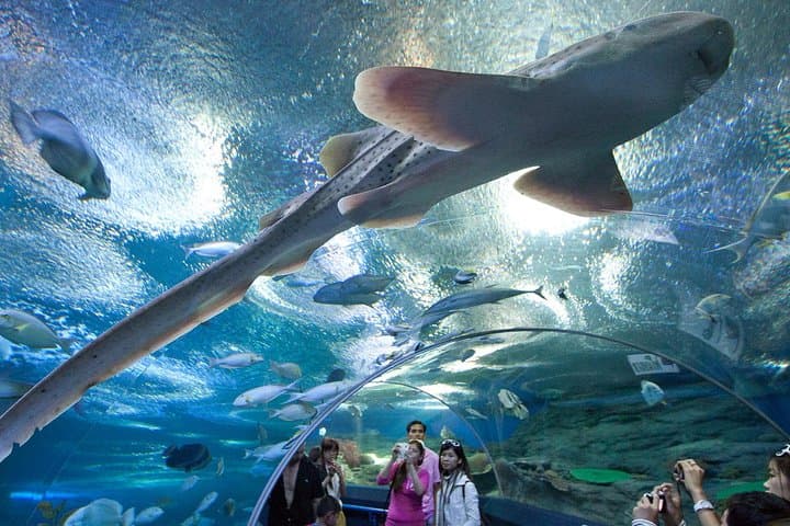 Underwater World Pattaya Aquarium Admission with Return Transfer photo 2