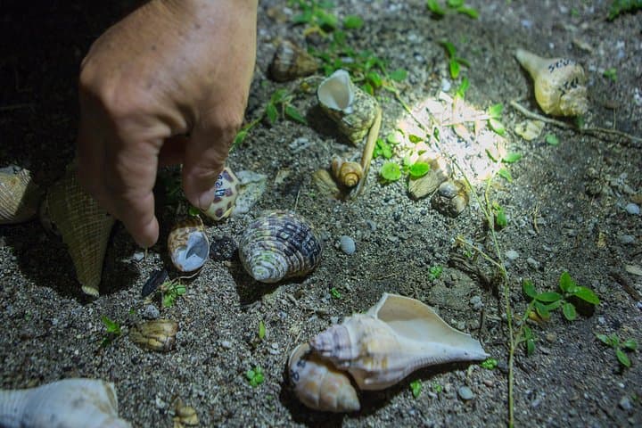 Green Island Hermit Crab House Experience — Hands-On Wildlife Encounter on Ludao photo 4