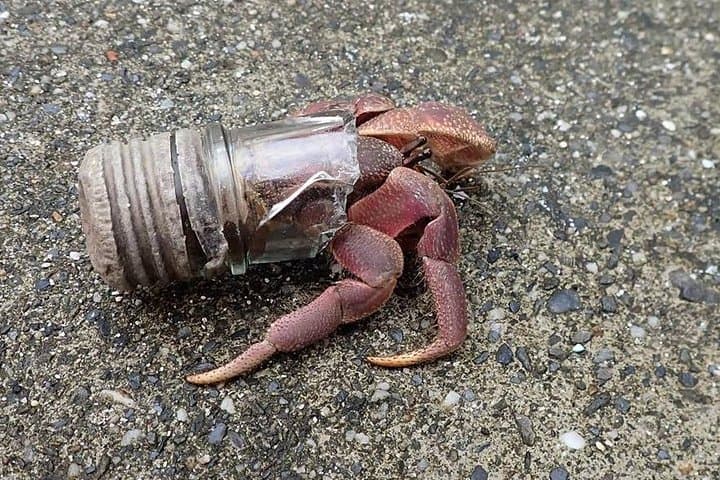 Green Island Hermit Crab House Experience — Hands-On Wildlife Encounter on Ludao photo 2