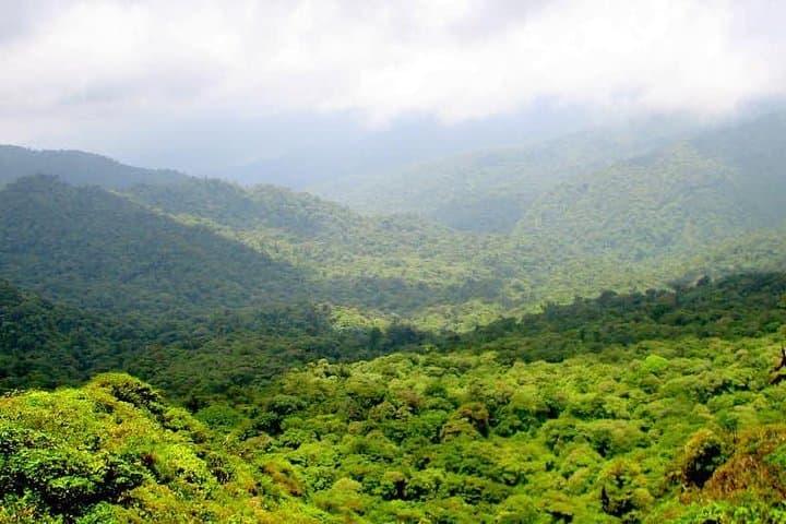 Monteverde Cloud Forest Reserve Guided Walk — 3-Hour Naturalist Tour photo 3
