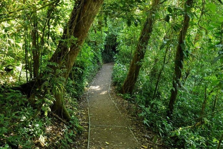 Monteverde Cloud Forest Reserve Guided Walk — 3-Hour Naturalist Tour photo 4