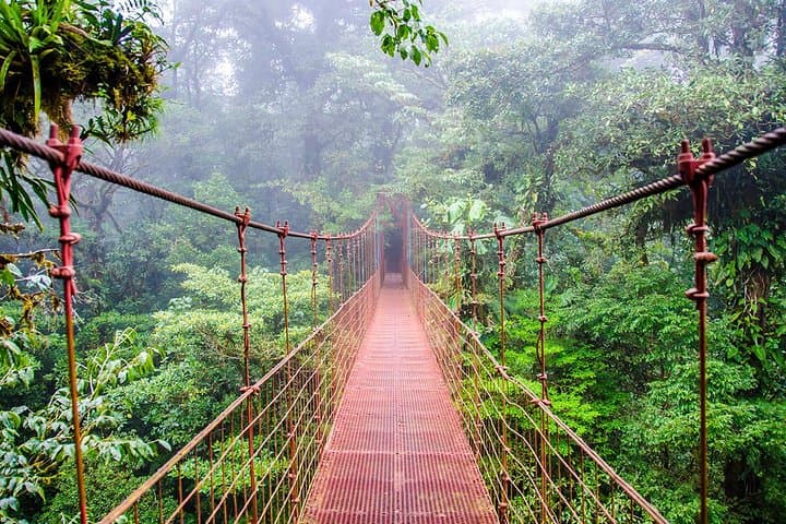 Monteverde Cloud Forest Reserve Guided Walk — 3-Hour Naturalist Tour photo 5