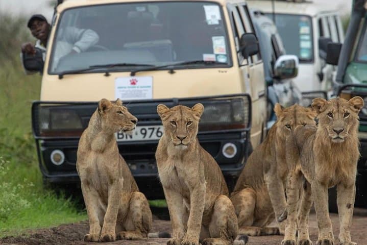3-Day Masai Mara Joining Safari from Nairobi: Classic Big-Game & Migration Experience