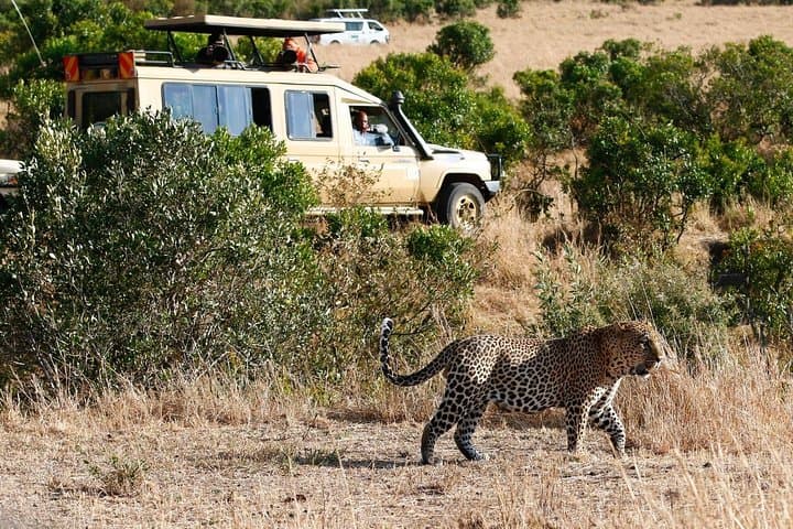 3-Day Masai Mara Joining Safari from Nairobi: Classic Big-Game & Migration Experience photo 6