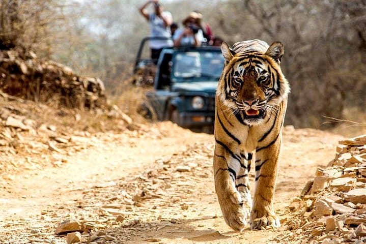 Golden Triangle & Ranthambore: 6-Day Delhi–Agra–Jaipur Safari Circuit