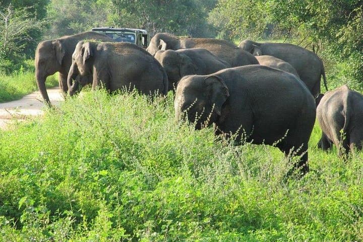Wasgamuwa National Park Safari from Kandy: Private Jeep Wildlife Experience photo 2
