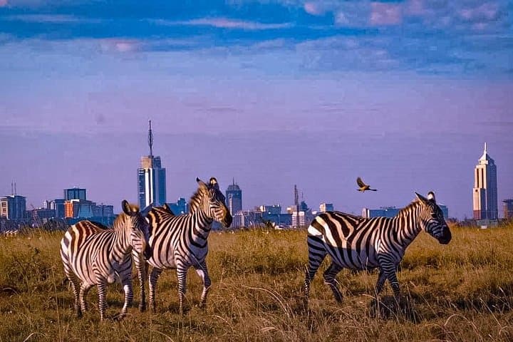 Exploring Nairobi National Park: Kenya’s Urban Wildlife Sanctuary Game Drive photo 3