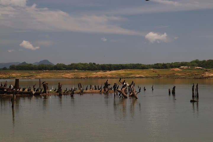 Gal Oya Boat Safari: See Swimming Elephants and Indigenous Tribes photo 2