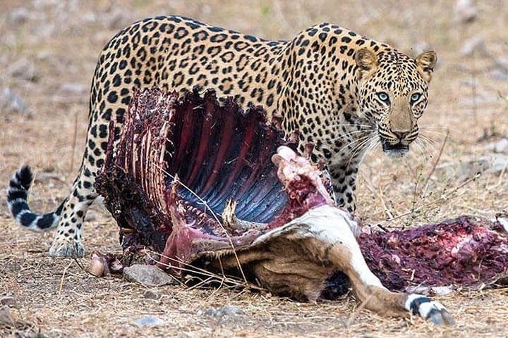 Jhalana Leopard Safari Jaipur: Half-Day Guided Gypsy Safari to Spot Leopards photo 1