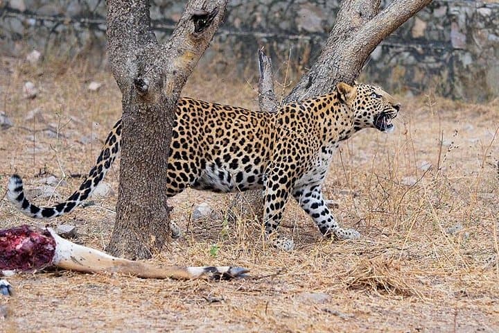 Jhalana Leopard Safari Jaipur: Half-Day Guided Gypsy Safari to Spot Leopards photo 4