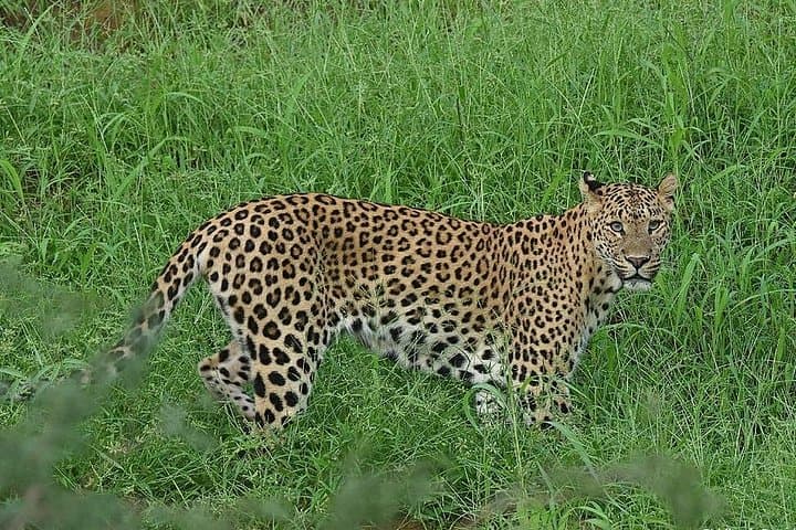 Jhalana Leopard Safari Jaipur: Half-Day Guided Gypsy Safari to Spot Leopards photo 3
